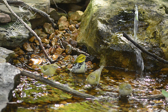 Tennessee and Black-throated Green Warblers