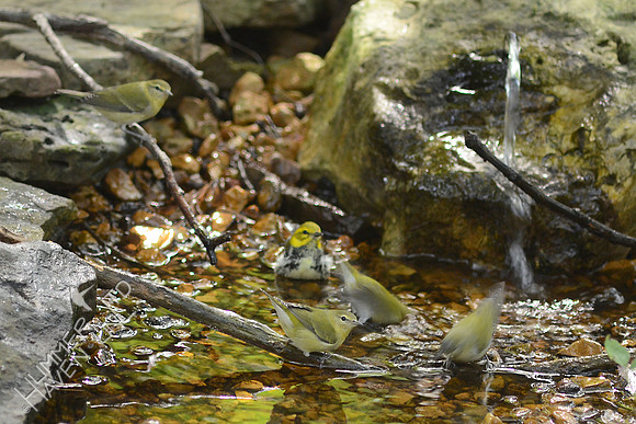 Black-throated Green and Tennessee Warblers