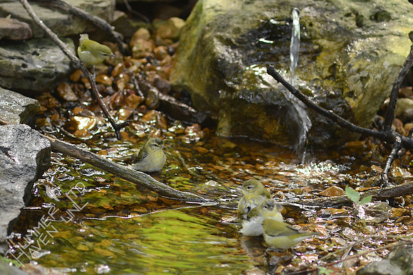 Five Tennessee Warblers