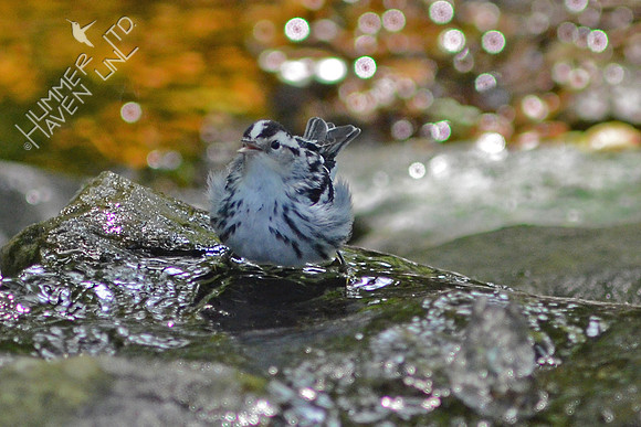 Black and White Warbler