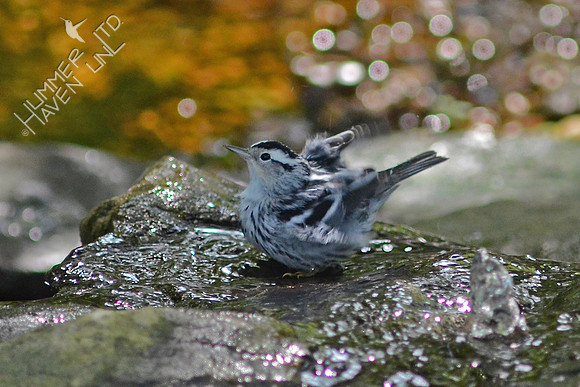 Black and White Warbler