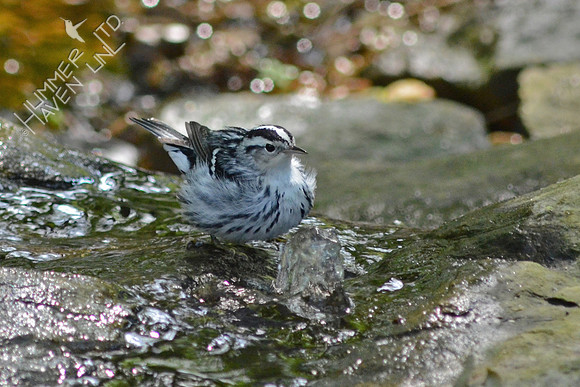Black and White Warbler