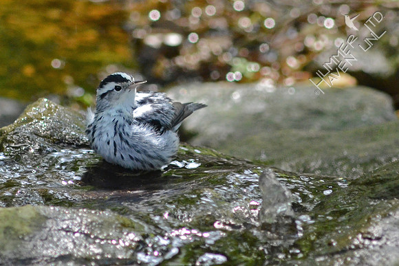 Black and White Warbler, female