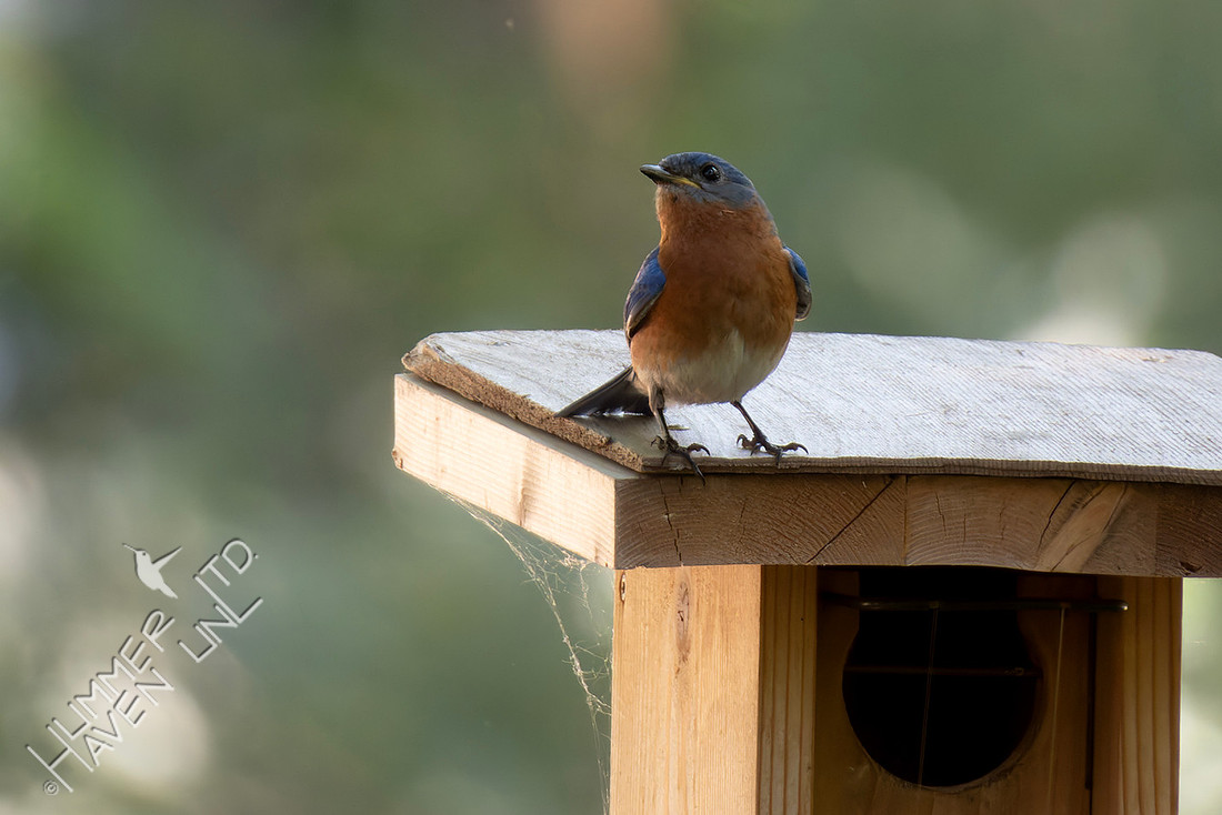 6-15-26 Eastern Bluebird