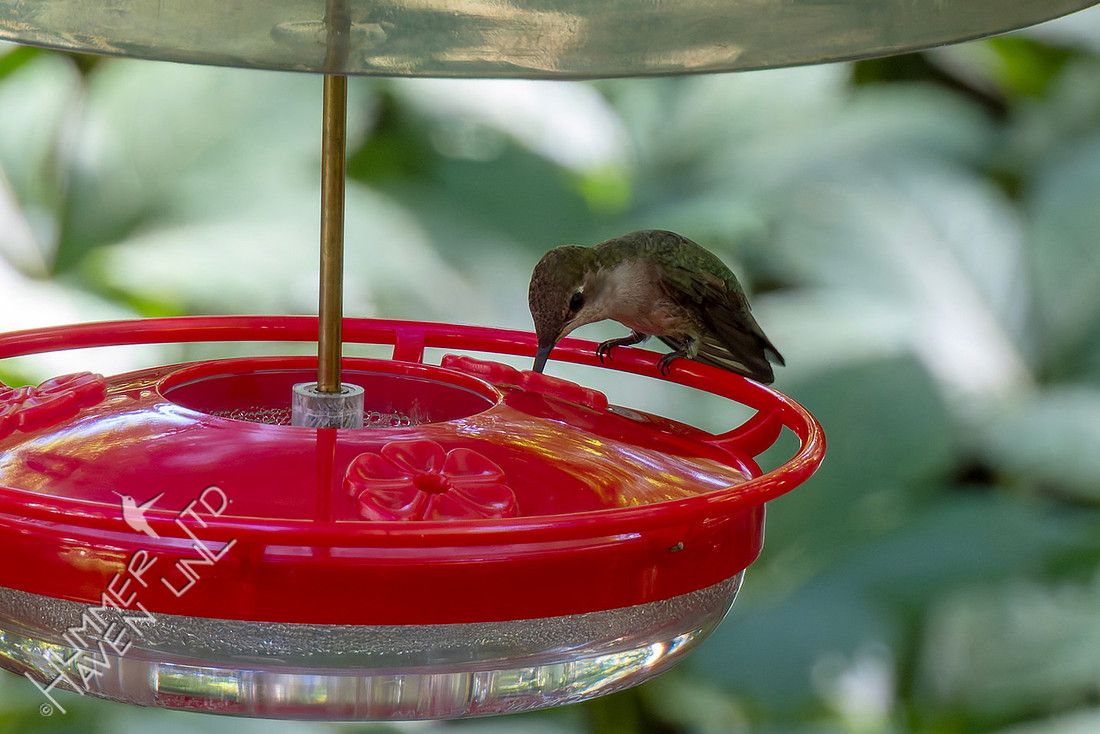 6-15-26 Ruby-throated Hummingbird female