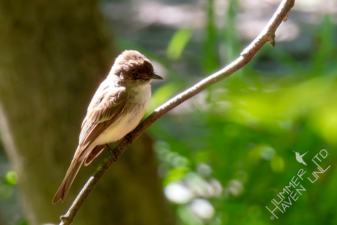 6-15-26 Eastern Phoebe female