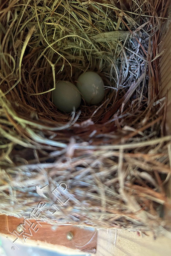 6-15-26 Eastern Bluebird nest with two eggs