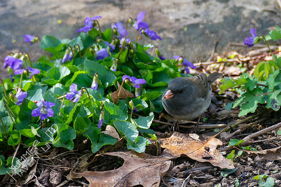 4-7-22 Dark-eyed Junco with pupa