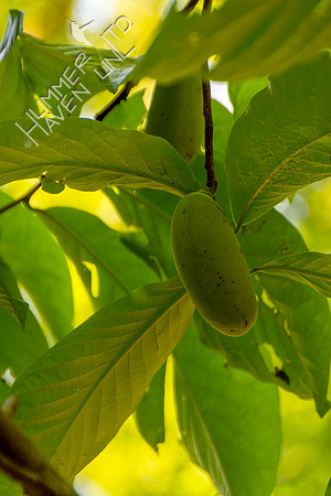 7-06-24 Paw Paw fruit (Asimina triloba)