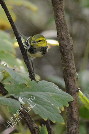 Black-throated Green Warbler