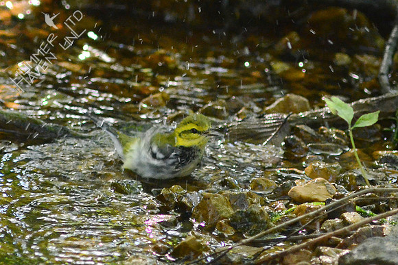 Black-throated Green Warbler