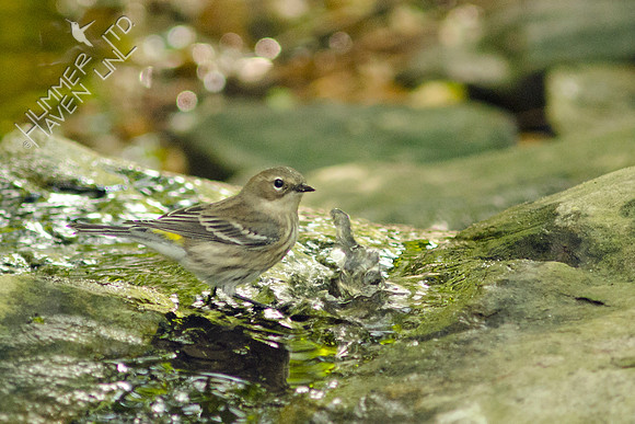 Yellow-rumped Warbler
