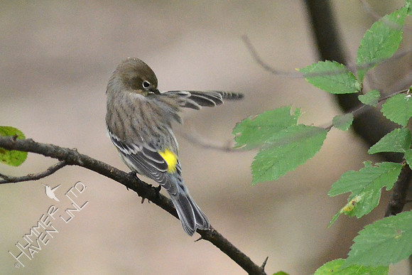 Yellow-rumped Warbler, preening