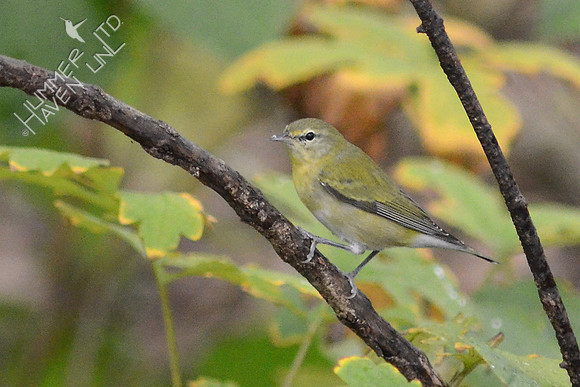 Tennessee Warbler