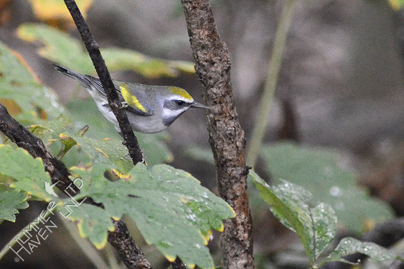 Golden-winged Warbler