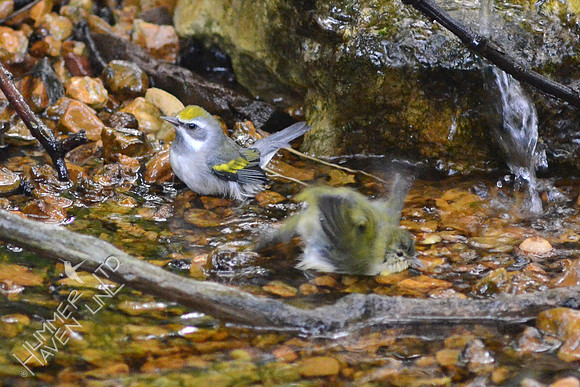 Golden-winged and Tennessee Warblers