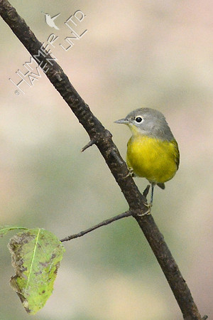 Nashville Warbler