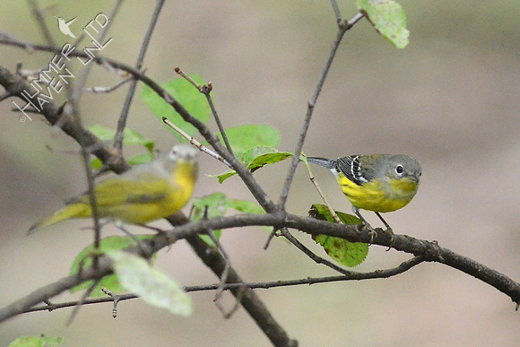 Nashville and Magnolia Warblers