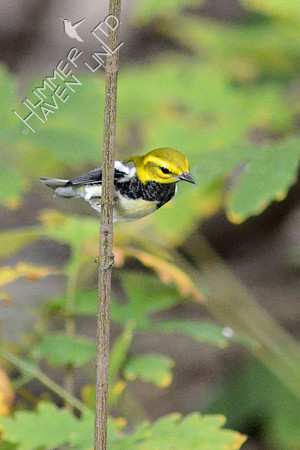 Black-throated Green Warbler