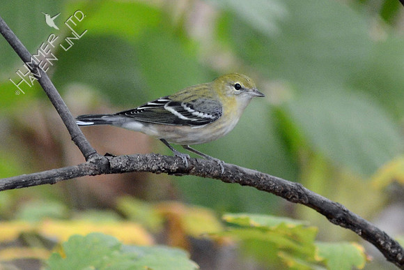 Bay-breasted Warbler