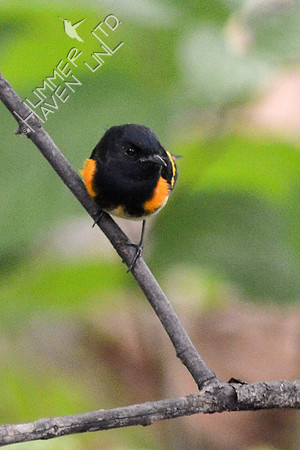 American Redstart