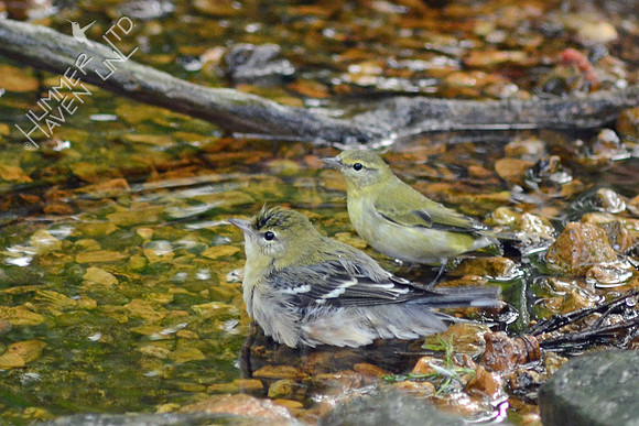 Bay-breasted and Tennessee Warblers
