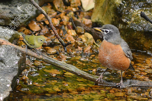 Tennessee Warbler and American Robin