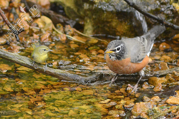 Tennessee Warbler and American Robin