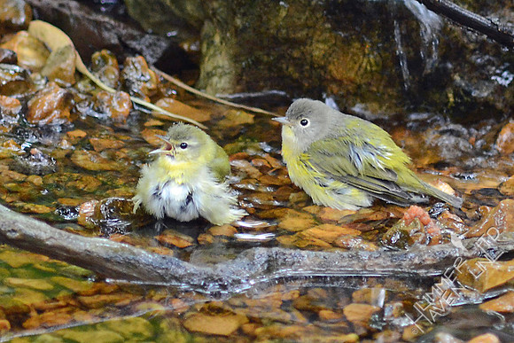 Tennessee and Nashville Warblers