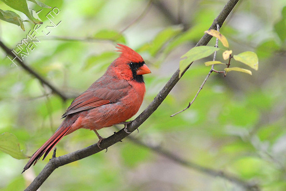 Northern Cardinal