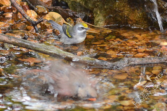 Golden-winged Warbler and Northern Cardinal