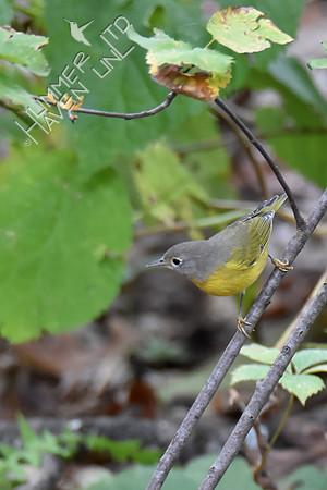 Nashville Warbler 10-6-16