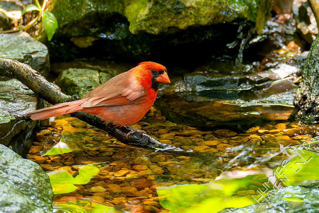 6-19-26 Northern Cardinal