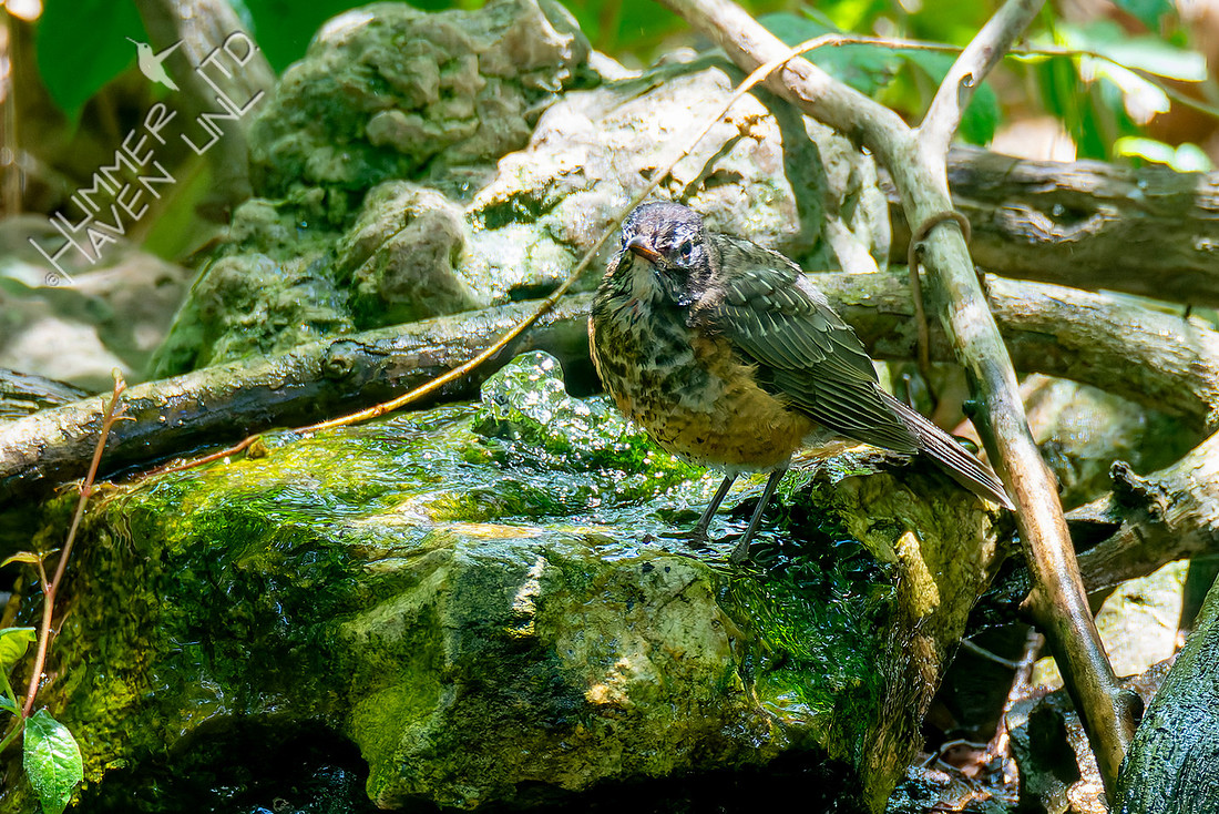 6-19-26 American Robin juvenile