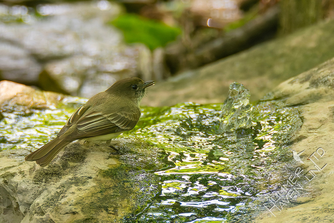 5-25-26 Eastern Phoebe