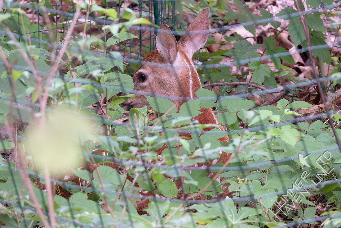 6-18-26 White-tailed fawn