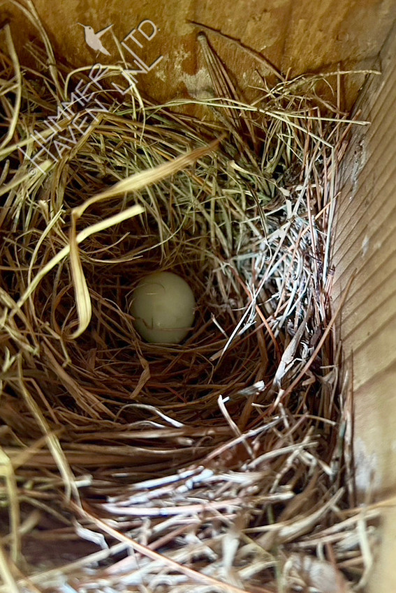 6-19-26 Eastern Bluebird nest with ONE egg