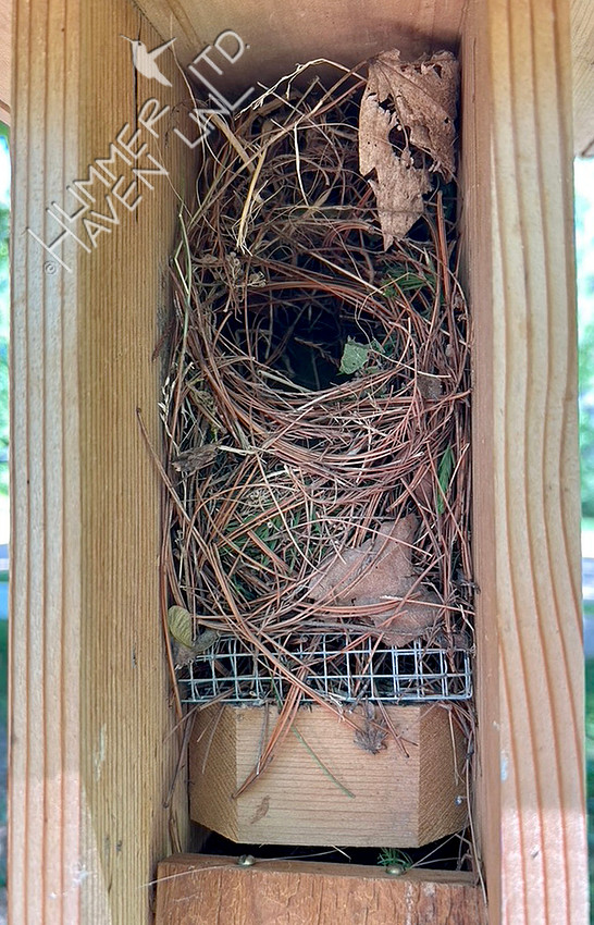 6-13-26 Eurasian Tree Sparrow nest in Eastern Bluebird box