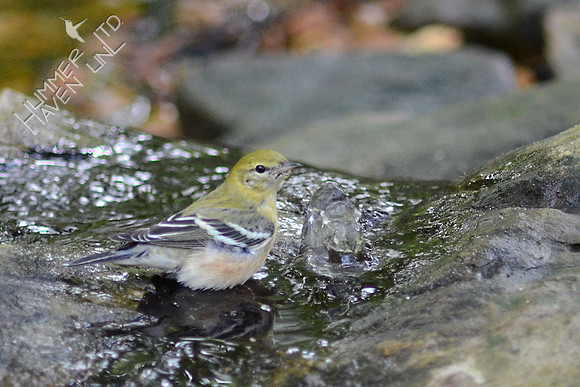 Bay-breasted Warbler