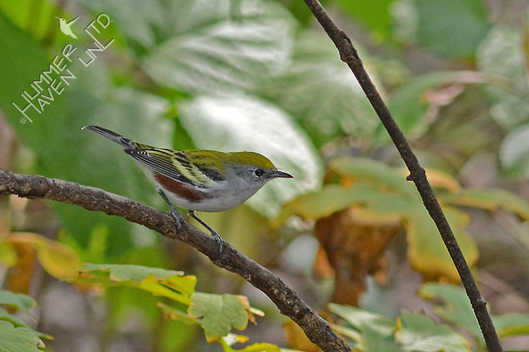 Chestnut-sided Warbler