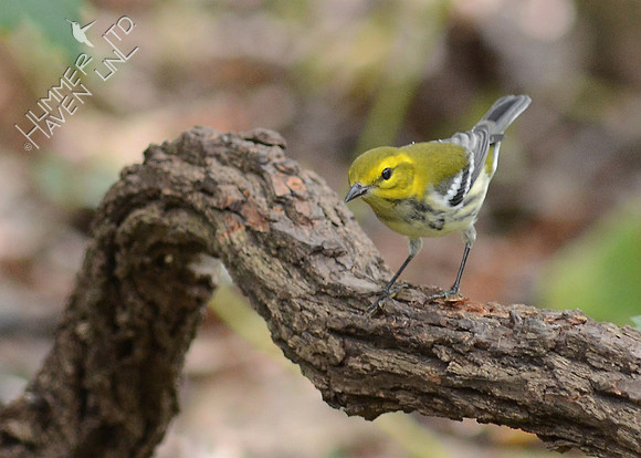 Black-throated Green Warbler