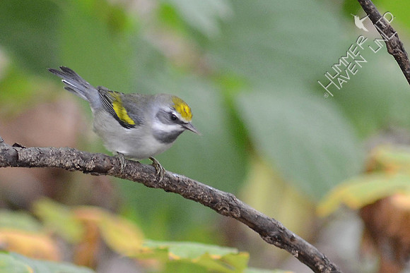 Golden-winged Warbler