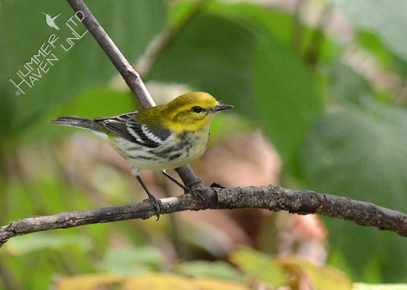 Black-throated Green Warbler