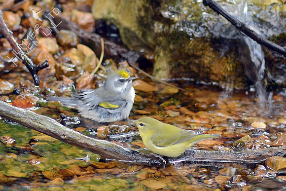 Golden-winged and Tennessee Warblers