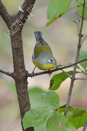 Northern Parula