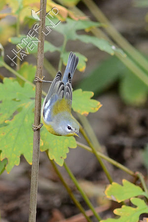Northern Parula