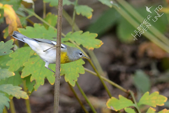 Northern Parula