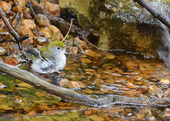 Chestnut-sided Warbler