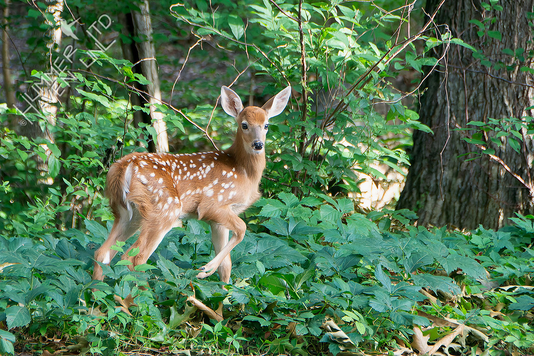 6-22-26 E. White-tailed Fawn