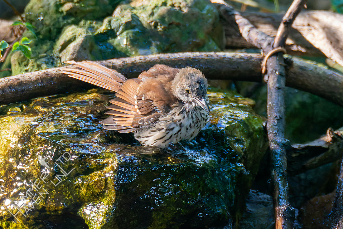 7-30-25 Brown Thrasher immature